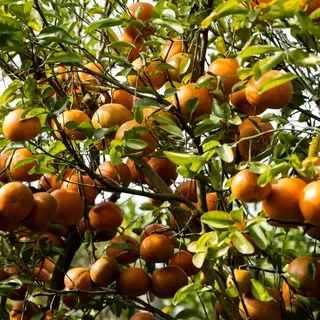 thumbnail for publication: The United States Orange Industry: Declining Production and Climbing Imports